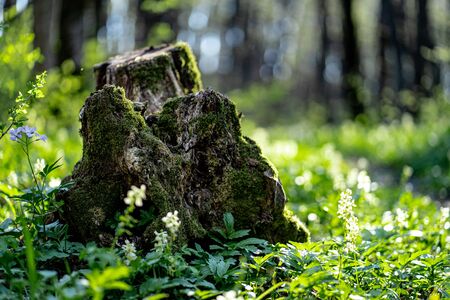 Old stump in the thicket forest in springの写真素材
