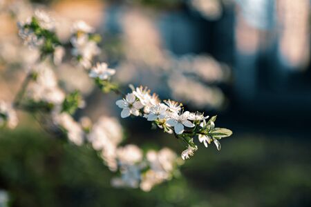 Photo of closeup blossoming tree in forest or park. Beautiful nature backgroundの写真素材