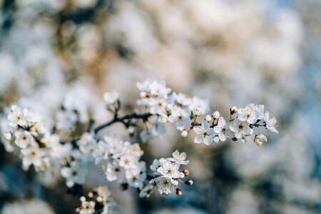 Photo of closeup blossoming tree in forest or park. Beautiful nature backgroundの写真素材