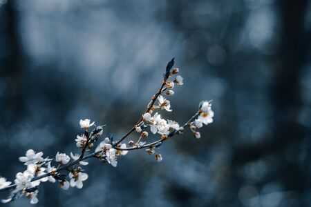 Photo of closeup blossoming tree in forest or park. Beautiful nature backgroundの写真素材