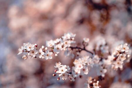 Photo of closeup blossoming tree in forest or park. Beautiful nature backgroundの写真素材