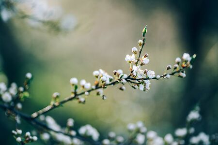 Photo of closeup blossoming tree in forest or park. Beautiful nature backgroundの写真素材