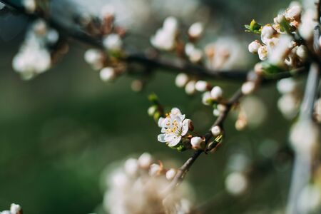 Photo of closeup blossoming tree in forest or park. Beautiful nature backgroundの写真素材
