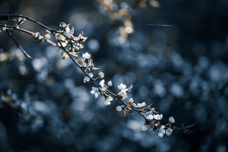 Photo of closeup blossoming tree in forest or park. Beautiful nature backgroundの写真素材