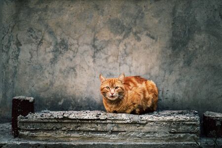 Photo of red ginger cat sitting in front of old gray wall.の写真素材