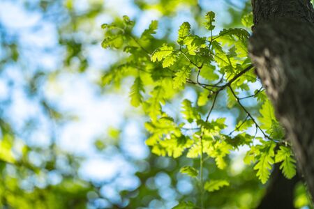 Closeup photo of leaves in the forest under sun, captured by spring or early summer. Ecology and tranquility concept.の写真素材