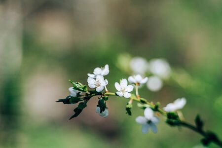 Photo of closeup blossoming tree in forest or park. Beautiful nature backgroundの写真素材