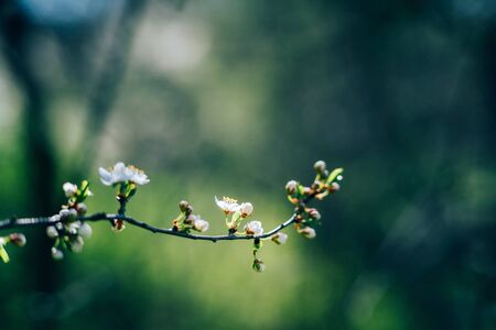 Photo of closeup blossoming tree in forest. Beautiful nature backgroundの写真素材