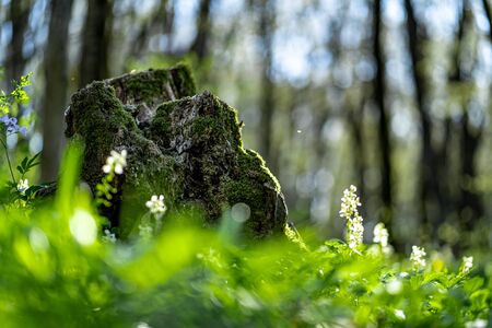 Old stump in the thicket forest in springの写真素材