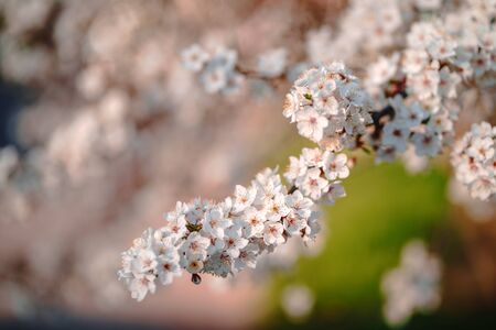 Photo of closeup blossoming tree in forest or park. Beautiful nature backgroundの写真素材