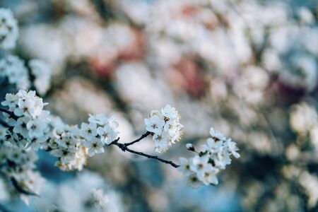 Photo of closeup blossoming tree in forest or park. Beautiful nature backgroundの写真素材