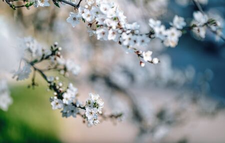 Photo of closeup blossoming tree in forest or park. Beautiful nature backgroundの写真素材