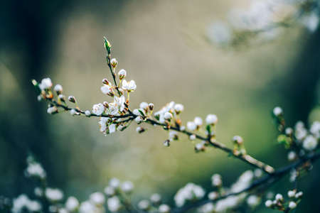 Photo of closeup blossoming tree in forest or park. Beautiful nature backgroundの写真素材