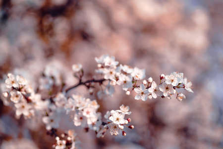 Photo of closeup blossoming tree in forest or park. Beautiful nature backgroundの写真素材