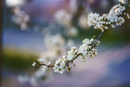Photo of closeup blossoming tree in forest or park. Beautiful nature backgroundの写真素材