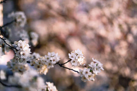 Photo of closeup blossoming tree in forest or park. Beautiful nature backgroundの写真素材