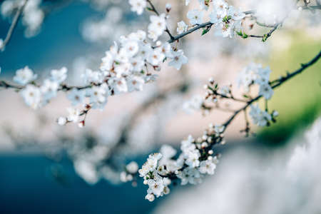 Photo of closeup blossoming tree in forest or park. Beautiful nature backgroundの写真素材
