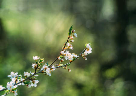 Photo of closeup blossoming tree in forest or park. Beautiful nature backgroundの写真素材