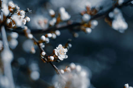Photo of closeup blossoming tree in forest or park. Beautiful nature backgroundの写真素材