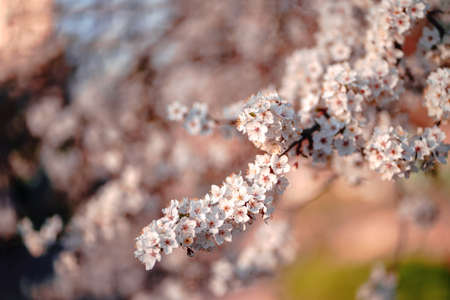 Photo of closeup blossoming tree in forest or park. Beautiful nature backgroundの写真素材