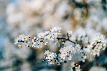 Photo of closeup blossoming tree in forest or park. Beautiful nature backgroundの写真素材