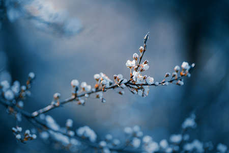 Photo of closeup blossoming tree in forest or park. Beautiful nature backgroundの写真素材