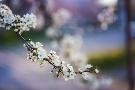 Photo of closeup blossoming tree in forest or park. Beautiful nature backgroundの写真素材
