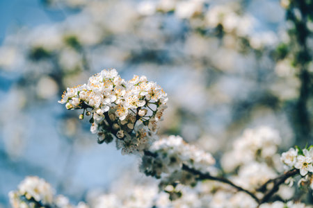 Photo of closeup blossoming tree in forest or park. Beautiful nature backgroundの写真素材
