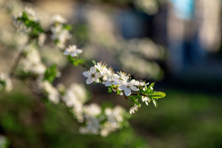 Photo of closeup blossoming tree in forest or park. Beautiful nature backgroundの写真素材