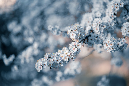 Photo of toned closeup blossoming tree in forest or park. Beautiful nature backgroundの写真素材