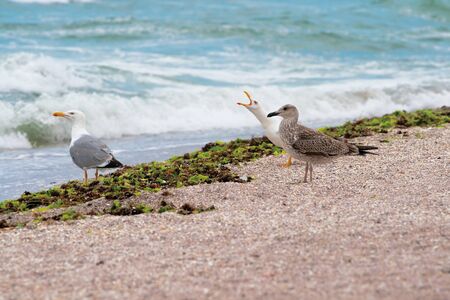 Seagulls on the beach, waves, small pebbles.の写真素材