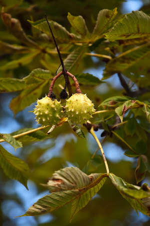 Chestnut fruits hanging on the tree