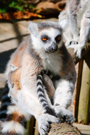 Thoughtful lemur sitting on a tree and misses