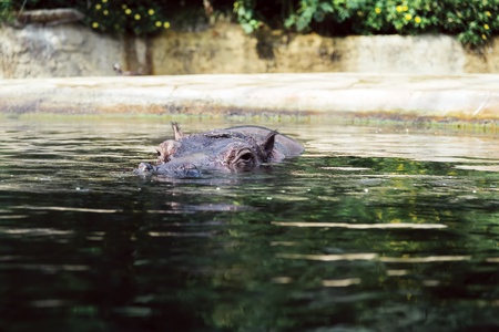 Hippo almost entirely disappeared under the waterの写真素材