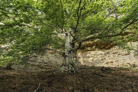 In the shade of a large tree in the national park. Germany - Czech Republic