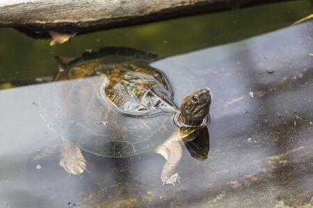 Waterfowl turtle peeks out of the water near the shore of the pond