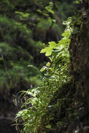 Green leaves growing in a rock crevice, glows in bright sunbeam