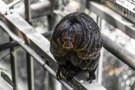 Sakis, or saki monkeys, are any of several New World monkeys of the genus Pitheciaの写真素材