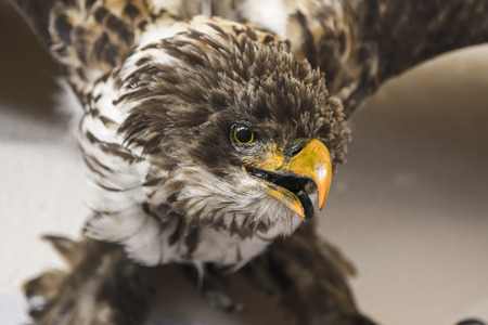 A stuffed bird of prey - white-tailed eagle (Orlan Belohvost)