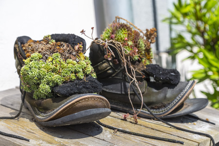 Two pretty flower beds with flowers in old ragged shoes