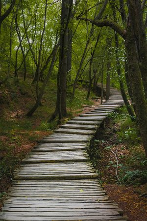 A winding path with wooden decking in a deciduous forest