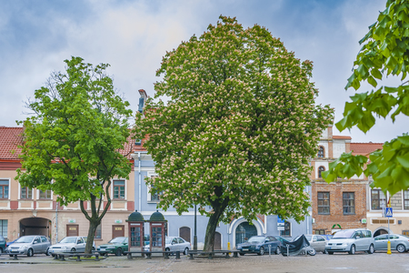 Blooming chestnut on the background of old houses and parked carsの写真素材