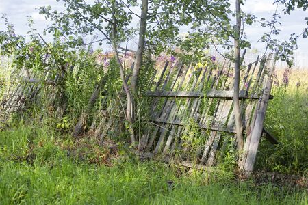 Falling fence, consisting of vertical wooden slats hanging on trees, in the village against the background of a green meadow and yellow fieldの写真素材