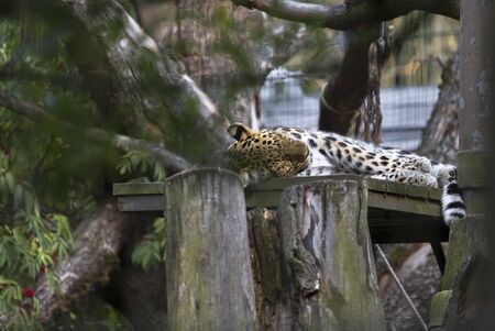 Handsome leopard sleeps among tree branchesの写真素材