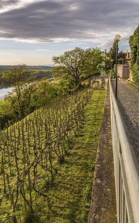 High Bank of the Elbe river (Labe) with vines growing on it near the town of Melnik in the Czech Republic on a Sunny day at sunsetの写真素材