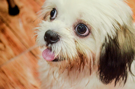 Shizu dog