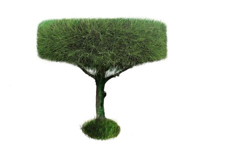 Pine tree for ornamental plants isolatedの写真素材