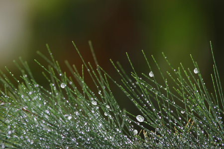 Natural dew drop on leaves.の写真素材