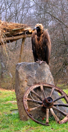 Vulture under the snowfall on the stone   の写真素材