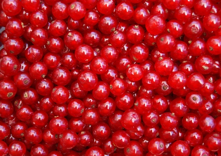 Ripe currant の写真素材